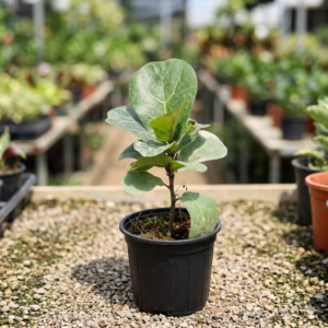 Ficus Lyrata Fiddle Leaf Fig Indoor Plant - Image 2