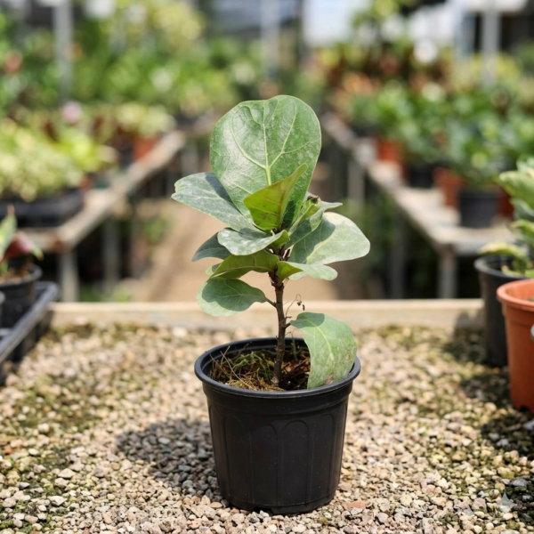 Ficus Lyrata Fiddle Leaf Fig Indoor Plant
