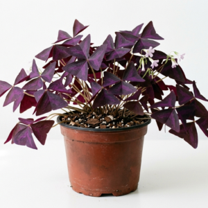 Purple Butterfly Wing Indoor Decorative Healthy Plant