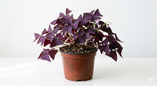 Purple Butterfly Wing Indoor Decorative Healthy Plant