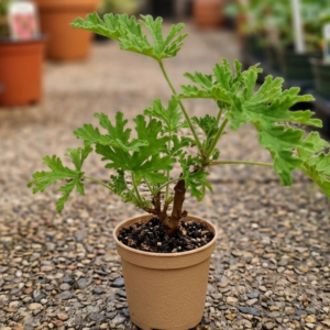 Scented Geranium(citronella) Odomos Indoor Plant - Image 4