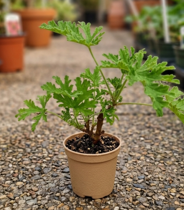 Scented Geranium(citronella) Odomos Indoor Plant