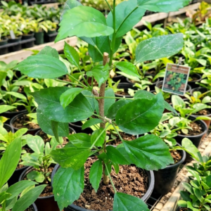 Spider Hibiscus All Time Flowering Live Plant - Image 3