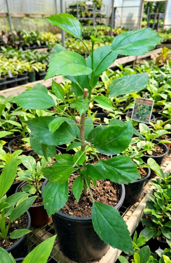 Spider Hibiscus All Time Flowering Live Plant