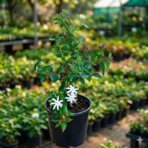 Kunda/Star Downy Jasmine Healthy Flower Plant - Image 4