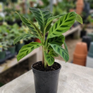 Calathea Zebrina Zebra Indoor Plant - Image 4