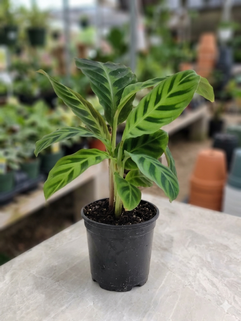 Calathea Zebrina Zebra Indoor Plant