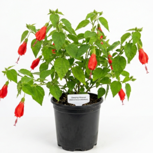 Red Sleeping Hibiscus (Malvaviscus arboreus) Flower Healthy Live Plant