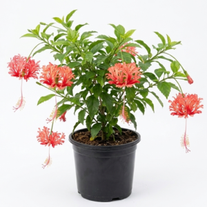 Spider Hibiscus All Time Flowering Live Plant