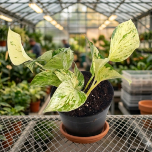 Marble Queen Indoor Money Plant - Image 3