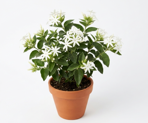 Kunda/Downly Jasmine Hybrid healthy Live Plant