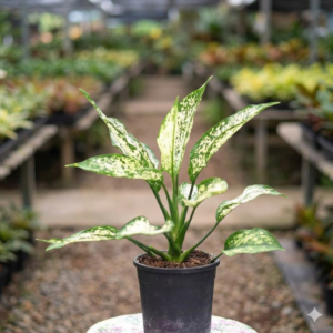 Aglaonema Snow White Indoor Healthy Plant - Image 3