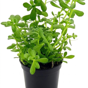 Brahmi/Nirpirami/Bramai (Bacopa monnieri) Live Healthy Herbal Plant