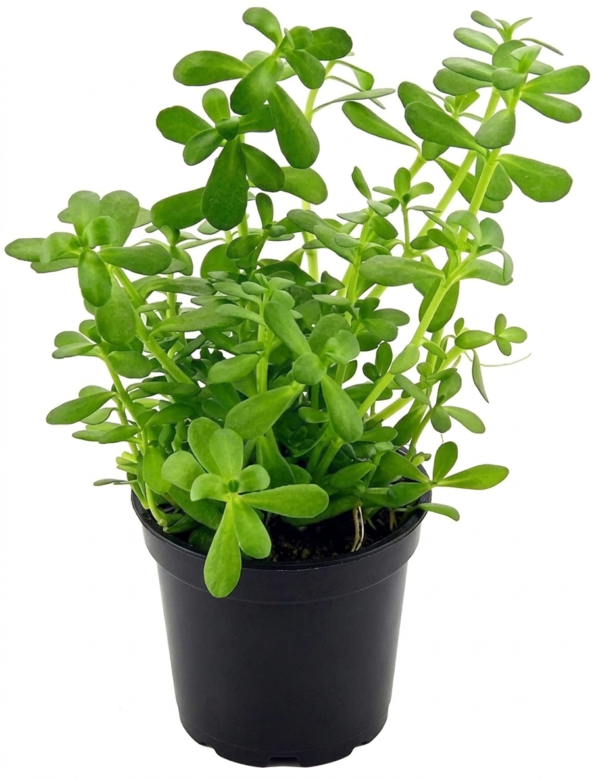 Brahmi/Nirpirami/Bramai (Bacopa monnieri) Live Healthy Herbal Plant