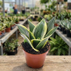 Dwarf Golden Snake Healthy Plant - Image 4