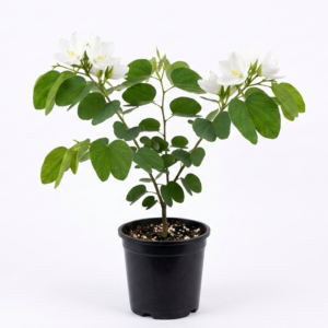 Kachnar/Kanchan/Mandarai Bauhinia AcuminataFlower Healthy Live Plant - Image 4