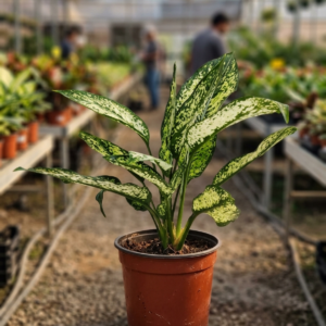 Aglaonema Snow White Indoor Healthy Plant - Image 4