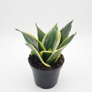 Dwarf Golden Snake Healthy Plant