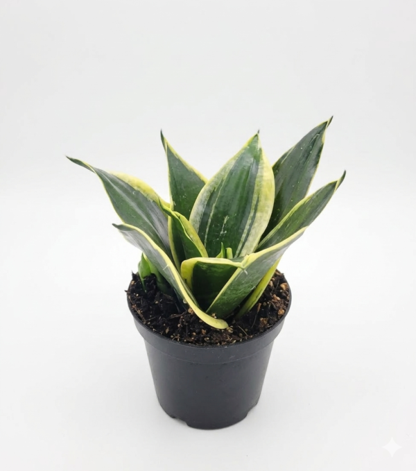 Dwarf Golden Snake Healthy Plant