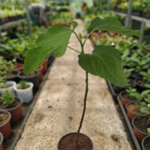 Anjeer/Athi Pallu/Anjura/Figs Original Healthy Live Plant - Image 4