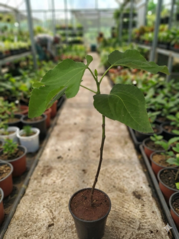 Anjeer/Athi Pallu/Anjura/Figs Original Healthy Live Plant
