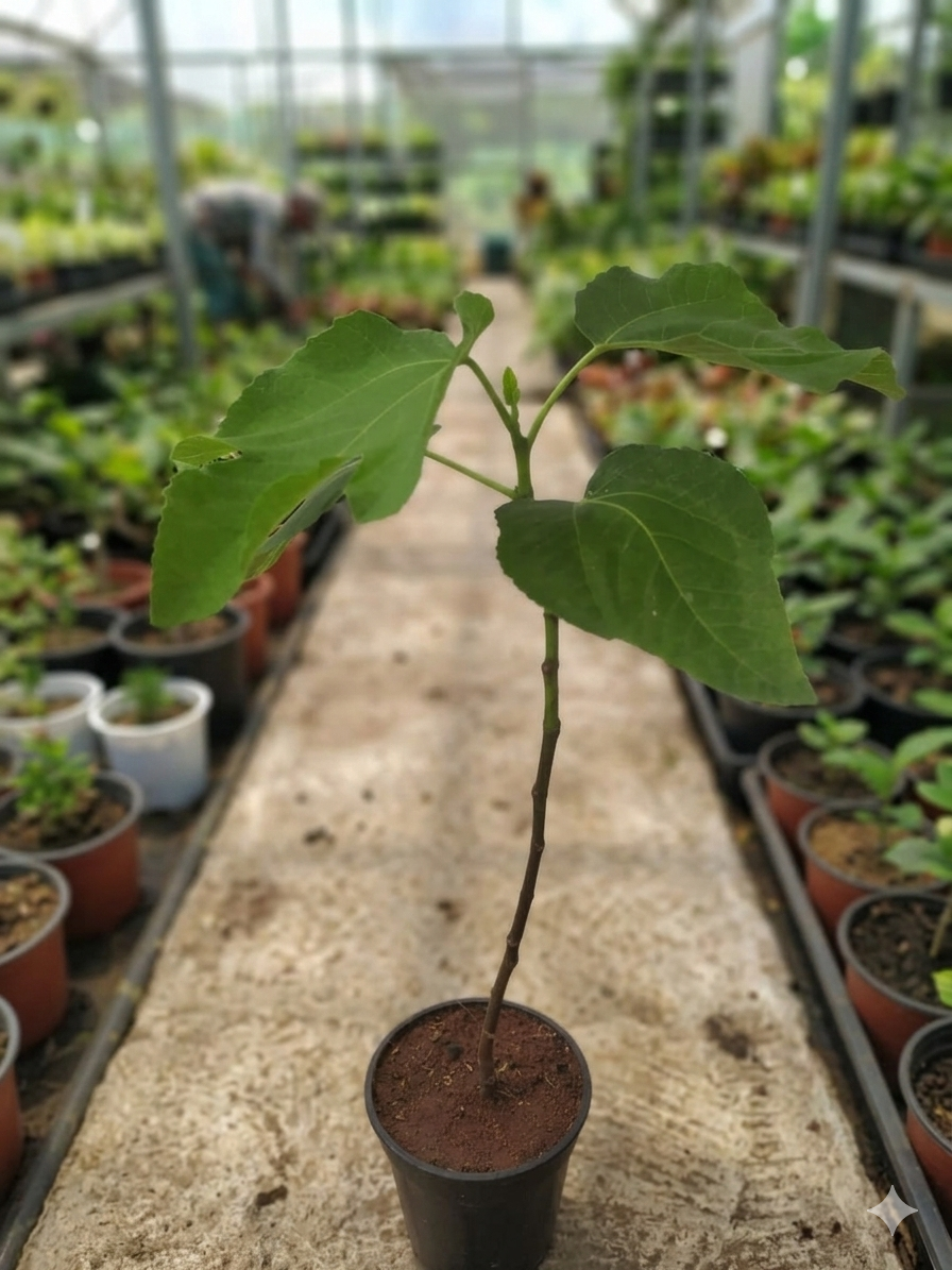 Anjeer/Athi Pallu/Anjura/Figs Original Healthy Live Plant - Image 4