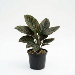 Calathea Ornata Pinstripe Indoor Plant