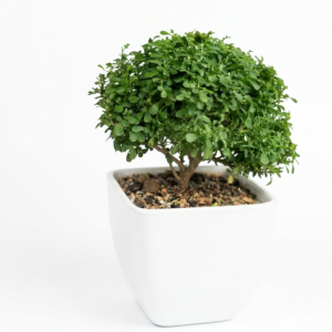 Bonsai Dwarf Table Kamini/Murraya Healthy Plant