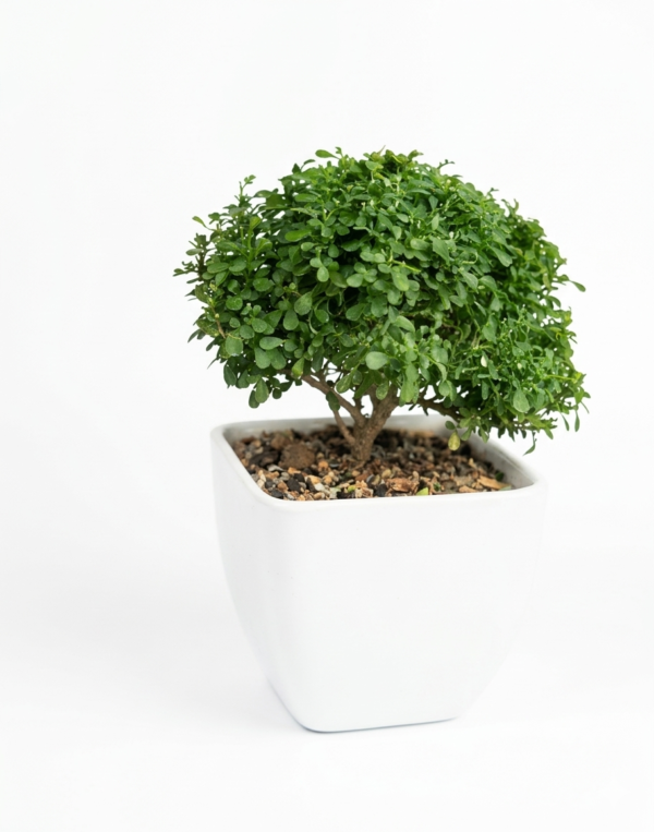 Bonsai Dwarf Table Kamini/Murraya Healthy Plant