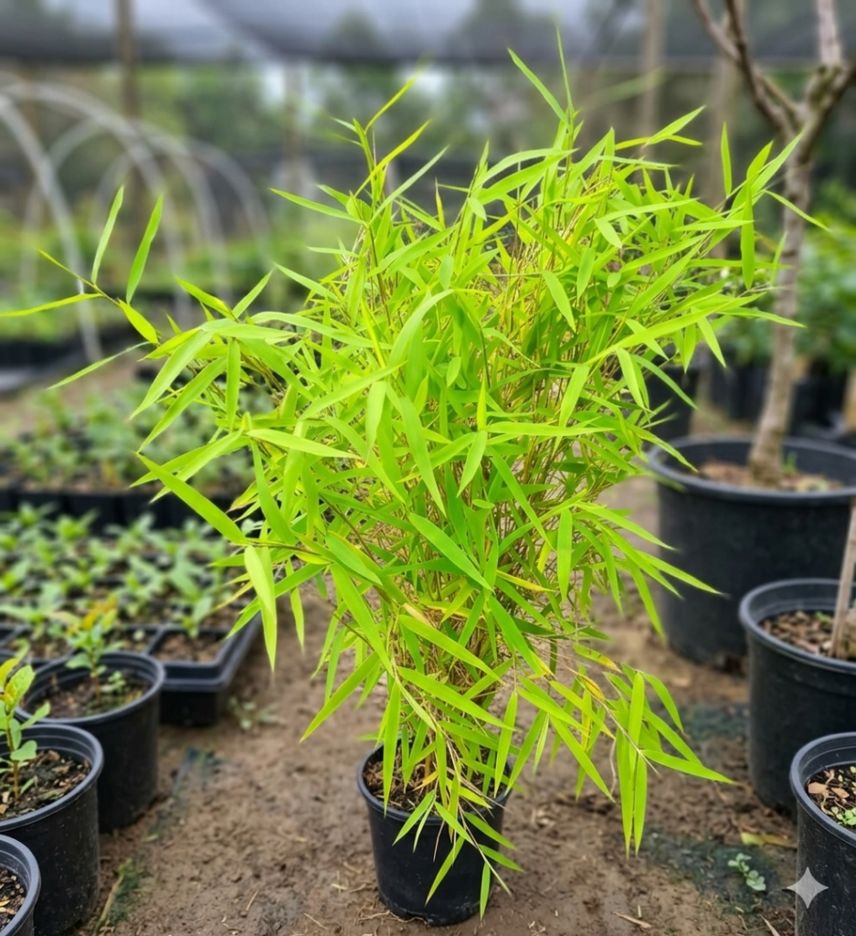 Chinese Mini Lucky Bamboo Indoor Healthy Plant