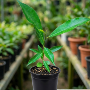 Bakul/Maulsari/Bullet wood Mimusops Elengi Healthy Plant - Image 2