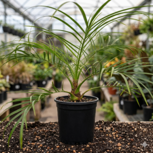 Phoenix Palm Indoor Plant - Image 3