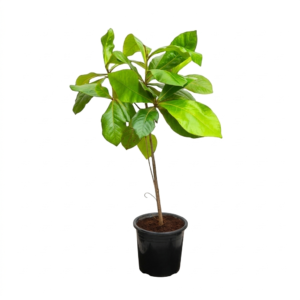 Almond/Nattu Badam/Kadu Badam/Kath Badam Healthy Live Plant - Image 3