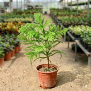Araucaria/Christmas Ornamental Heathy Plant - Image 3