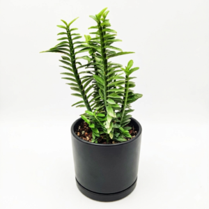 Devil's Backbone/Zig Zag Pedilanthus Tithymaloides Indoor Live Plant