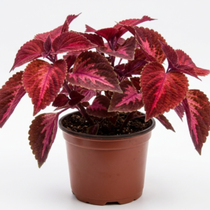 Coleus Hybrid Red Healthy Plant
