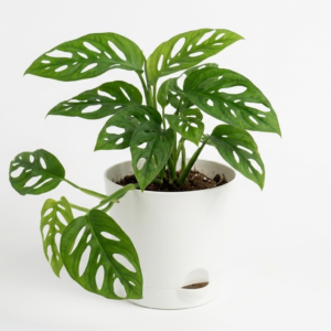 Monstera Adansonil(Broken Heart) Healthy Live Plant