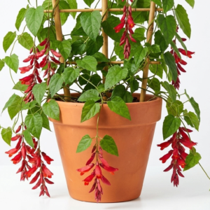 Indrapushpa/Sehra Bel/Chonga Lota scarlet Clock Vine Healthy Plant