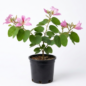 Kachnar/Kanchan/Mandarai Bauhinia AcuminataFlower Healthy Live Plant - Image 3