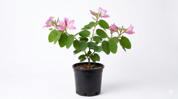 Kachnar/Kanchan/Mandarai Bauhinia AcuminataFlower Healthy Live Plant