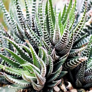 Zebra Haworthia Succulent Indoor Plant - Image 3