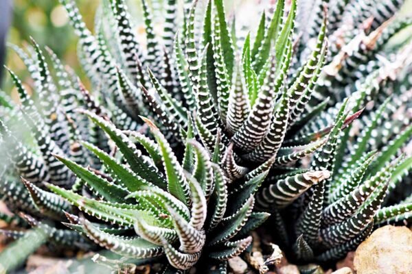 Zebra Haworthia Succulent Indoor Plant