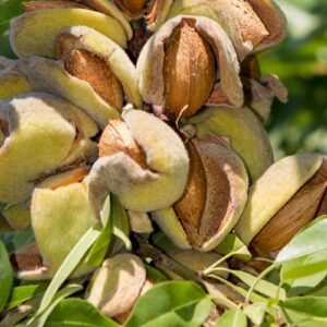 Almond/Nattu Badam/Kadu Badam/Kath Badam Healthy Live Plant - Image 2