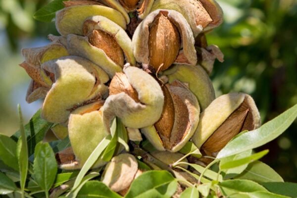 Almond/Nattu Badam/Kadu Badam/Kath Badam Healthy Live Plant
