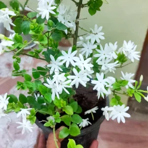Kunda/Star Downy Jasmine Healthy Flower Plant - Image 3