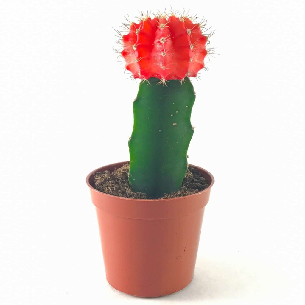Grafted Colorful Moon Cactus Healthy Plant