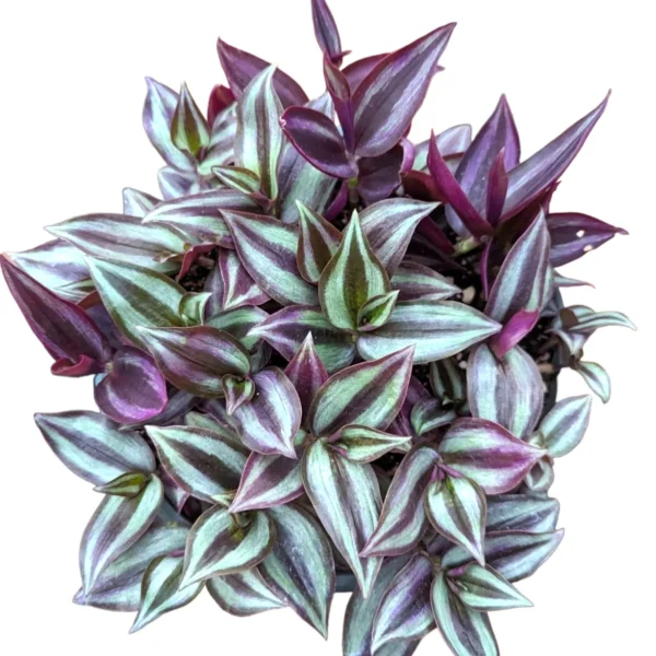 Wandering dude (Tradescantia zebrina) Indoor Healthy Plant