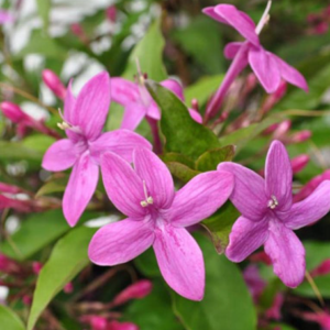 Pink Tagar/Chandni Jasmine Single Petal Healthy Live Plant - Image 2