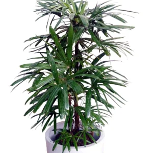 Rhapis/lady Plam Ornamental Indoor Plant - Image 2