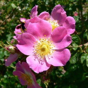 Sweet Briar Id Button Rose Hybrid Pink Plant - Image 2